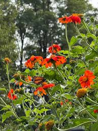Image result for Tithonia rotundifolia