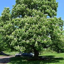 Attēlu rezultāti vaicājumam “Aesculus hippocastanum”