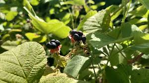 Attēlu rezultāti vaicājumam “Rubus caesius fruit”