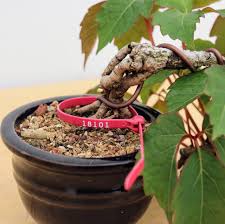 Image result for parthenocissus bonsai