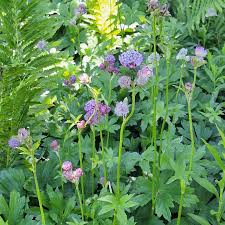 Attēlu rezultāti vaicājumam “Astrantia major leaf”