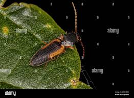 Attēlu rezultāti vaicājumam “Elateridae”