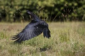 Attēlu rezultāti vaicājumam “Corvus corax adult”