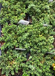 Attēlu rezultāti vaicājumam “Sedum album”