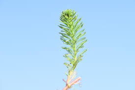 「粉綠狐尾藻」的圖片搜尋結果