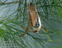 Attēlu rezultāti vaicājumam “Notonecta glauca”