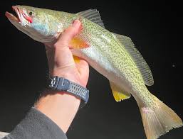 Image result for Cynoscion regalis