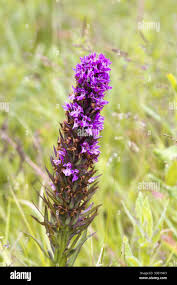 Attēlu rezultāti vaicājumam “Gymnadenia conopsea leaf”