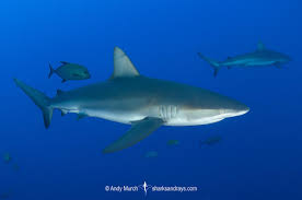 Image result for Carcharhinus galapagensis