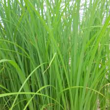 Attēlu rezultāti vaicājumam “Carex acuta”