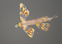 Attēlu rezultāti vaicājumam “Anogcodes melanurus”