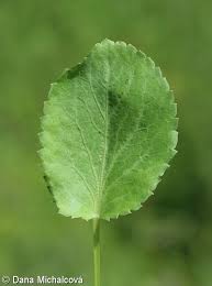 Attēlu rezultāti vaicājumam “Eryngium planum leaf”