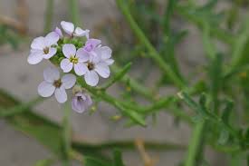 Attēlu rezultāti vaicājumam “Cakile maritima subsp. baltica flower”