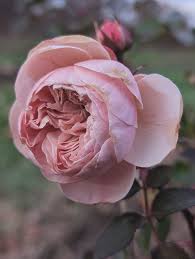 Attēlu rezultāti vaicājumam “Rosa villosa fruit”