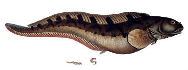 Image result for Zoarces americanus