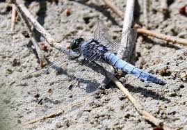 Attēlu rezultāti vaicājumam “Orthetrum cancellatum male”