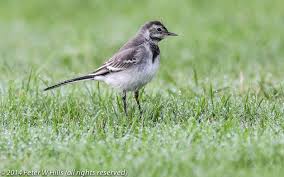 Attēlu rezultāti vaicājumam “Motacilla alba juvenile”