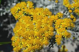 Image result for Helichrysum lindleyii