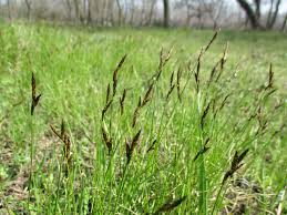Attēlu rezultāti vaicājumam “Carex praecox”