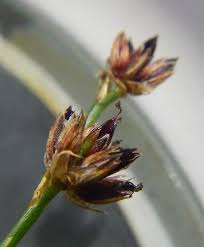 Attēlu rezultāti vaicājumam “Juncus conglomeratus fruit”