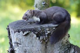 Attēlu rezultāti vaicājumam “Martes foina”