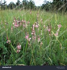 Attēlu rezultāti vaicājumam “Onobrychis arenaria flower”
