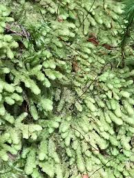 Attēlu rezultāti vaicājumam “Brachythecium albicans sporophyte”