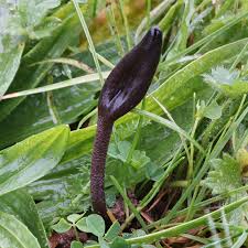 Attēlu rezultāti vaicājumam “Geoglossum sp.”