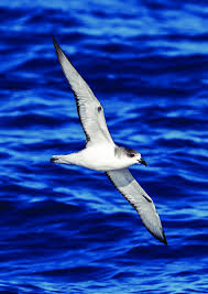 Image result for Pterodroma hasitata