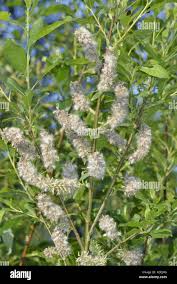 Attēlu rezultāti vaicājumam “Salix pentandra flower”
