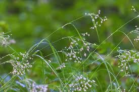 Attēlu rezultāti vaicājumam “Luzula luzuloides leaf”