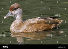 Image result for Netta rufina