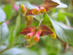 Attēlu rezultāti vaicājumam “Lonicera caerulea var. pallasii flower”