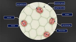 Attēlu rezultāti vaicājumam “Leiocolea rutheana cells”