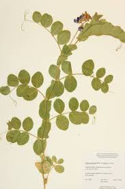 Attēlu rezultāti vaicājumam “Leguminosae”