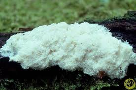 Attēlu rezultāti vaicājumam “Fuligo cinerea”