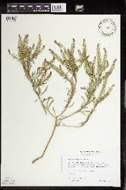 Attēlu rezultāti vaicājumam “Lepidium densiflorum”