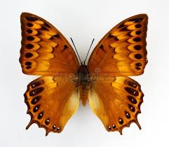 Attēlu rezultāti vaicājumam “Argynnis laodice female”