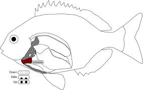 Image result for Pachymetopon grande