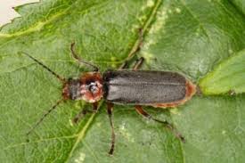 Attēlu rezultāti vaicājumam “Cantharis rustica”