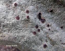 Attēlu rezultāti vaicājumam “Trapelia coarctata”