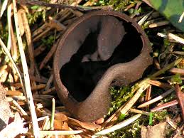 Attēlu rezultāti vaicājumam “Pseudoplectania nigrella”