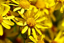 Attēlu rezultāti vaicājumam “Jacobaea vulgaris flower”