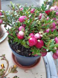 Attēlu rezultāti vaicājumam “Gaultheria cuneata”