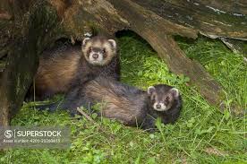 Attēlu rezultāti vaicājumam “Mustela putorius”