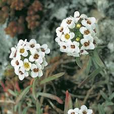 Attēlu rezultāti vaicājumam “Lobularia maritima”