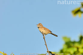Attēlu rezultāti vaicājumam “Sylvia communis”