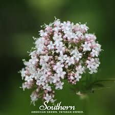 Attēlu rezultāti vaicājumam “Valeriana officinalis”