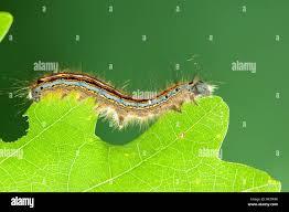 Attēlu rezultāti vaicājumam “Malacosoma neustria larva”