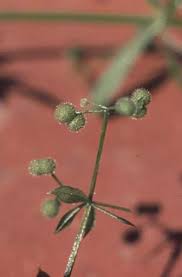 Attēlu rezultāti vaicājumam “Cribraria atrofusca stalked”